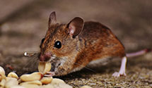 24 Hour & Emergency Exterminators in Urbana, MO